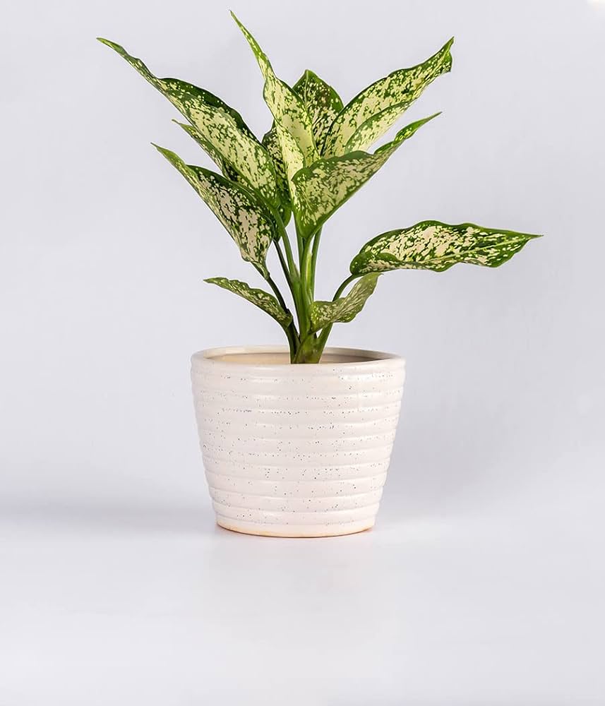 Rooted algaonema snow white plant