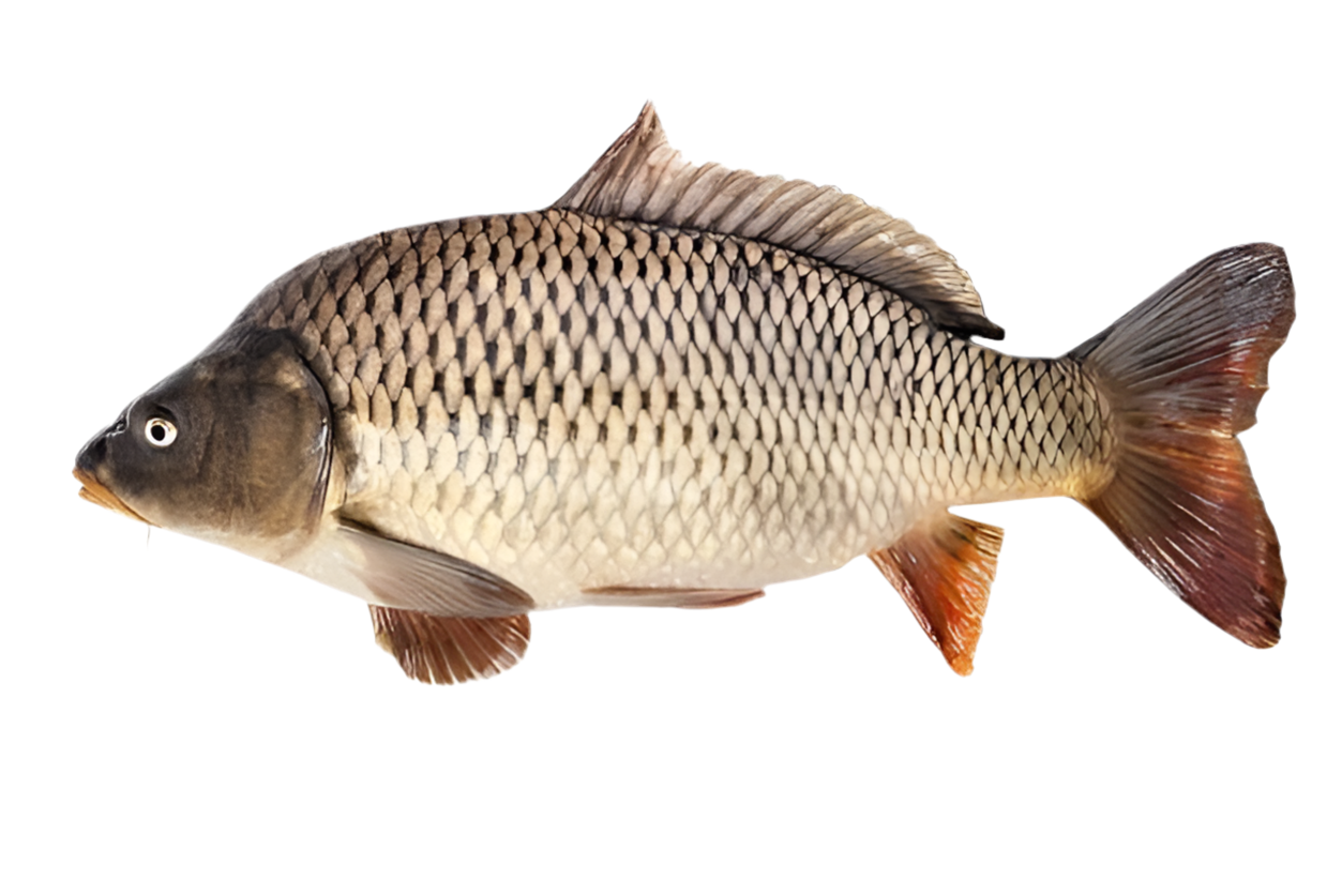 Karfu Fish Fresh