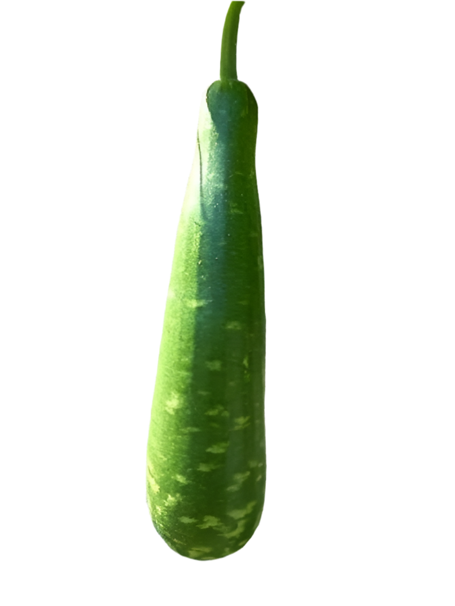 Bottle gourd 1pcs Lauki Best Quality