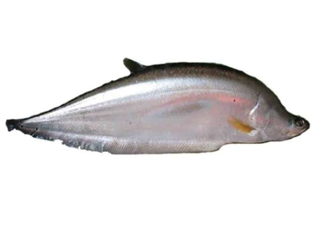 Chital Fish (চিতল) 1kg