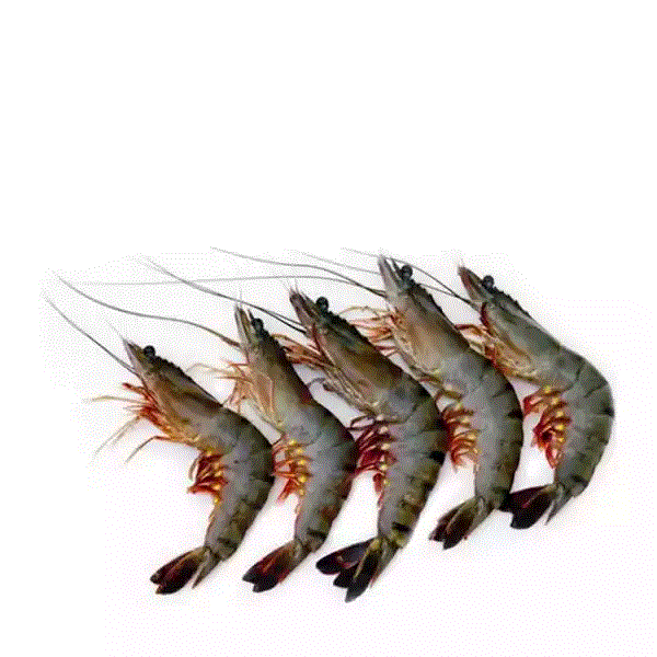 Gwalda chingri large size Fish