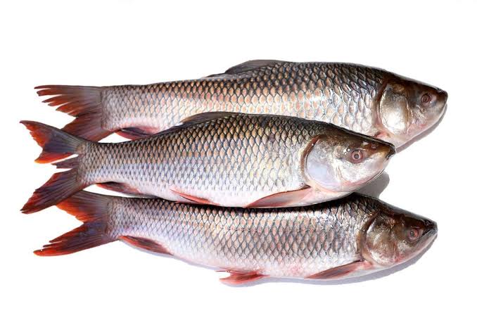 Fresh Rohu ( Rui ) Best Quality