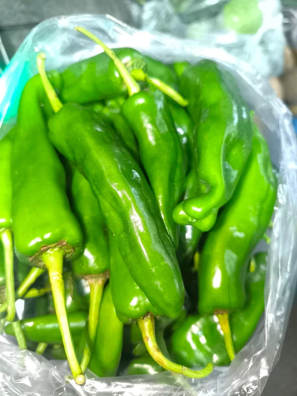 Shimla mirch (long) 500gm