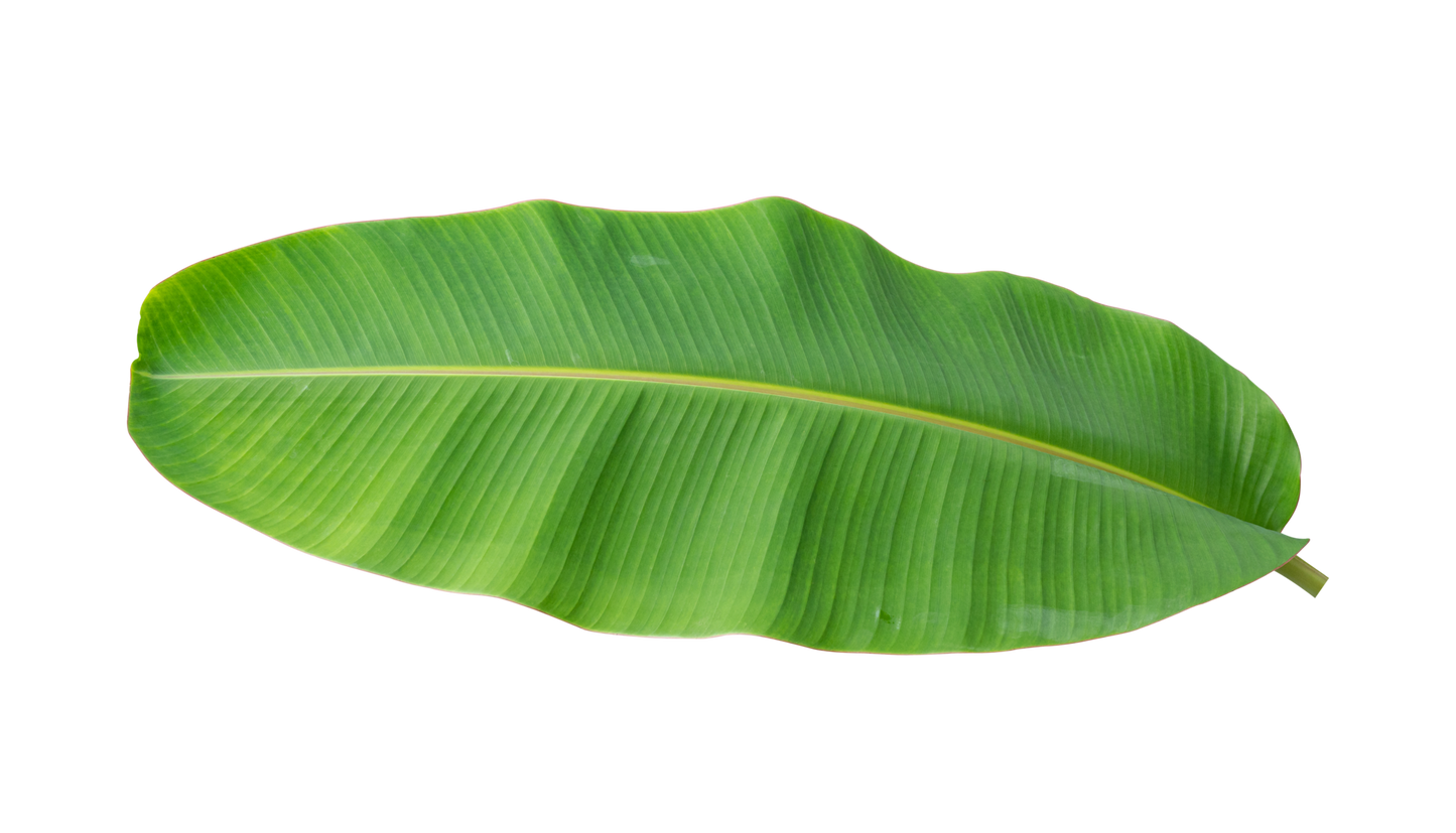 Banana leaf