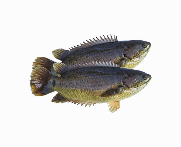 Koi mach medium size fresh fish