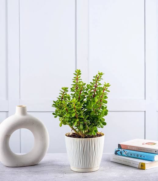 Rooted jade plant ivlory self watering plant