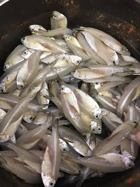 Moka fish