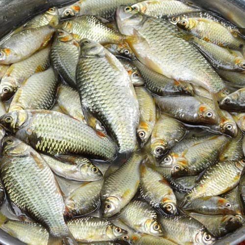 Puti fish ( puti mach)