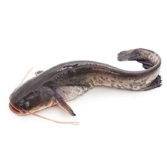 Magur Fish Fresh Regular size