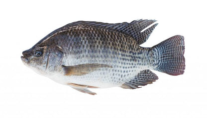 Telapia Fish Fresh