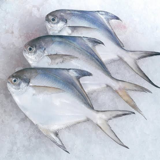 Pomfret Fish 500gm
