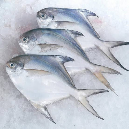 Pomfret Fish 500gm