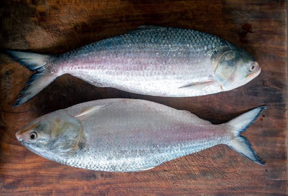 Fresh Hilsa ( Ilish)