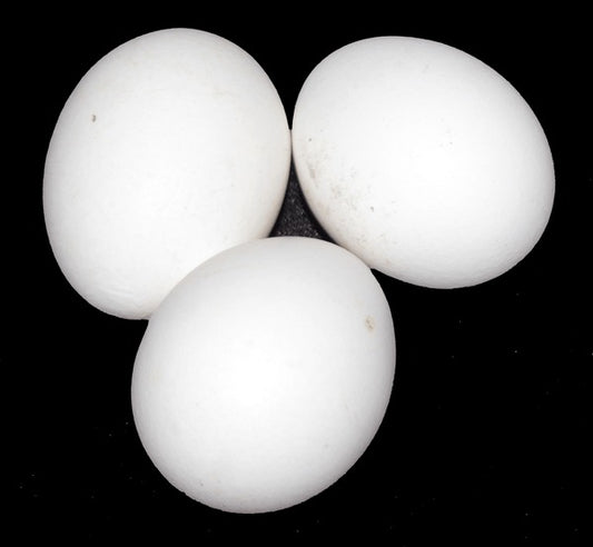 Boiler egg