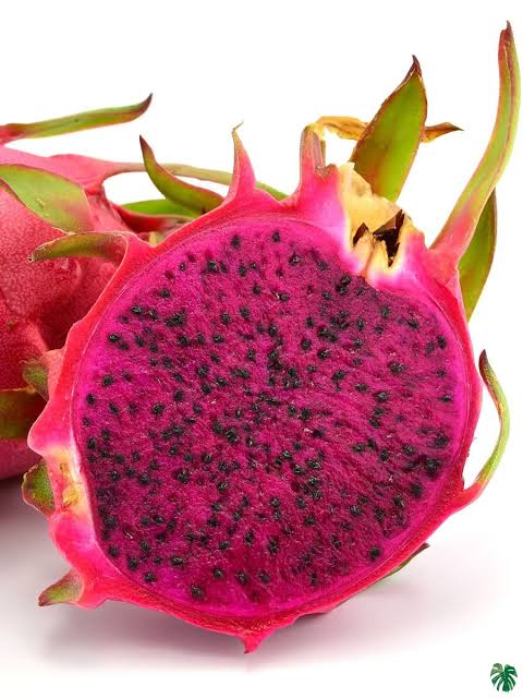 Dragon Fruit Farm Fresh