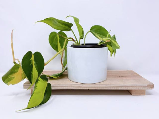 Rooted plalindrom brasil plan ivory self watering pot