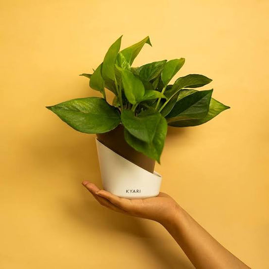 Rooted Brown money plant in brown self watering pot