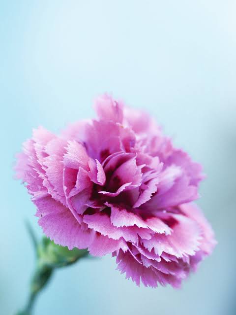 Carnations beautiful flowers